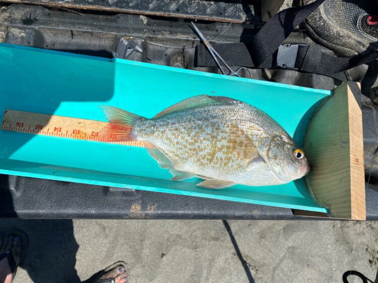 rockie dee rockie feet 2 scaled