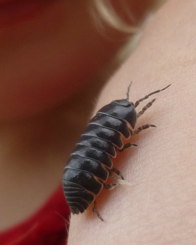 rollie pollie feet 5