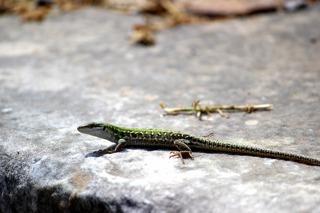 romina norambuena feet 1