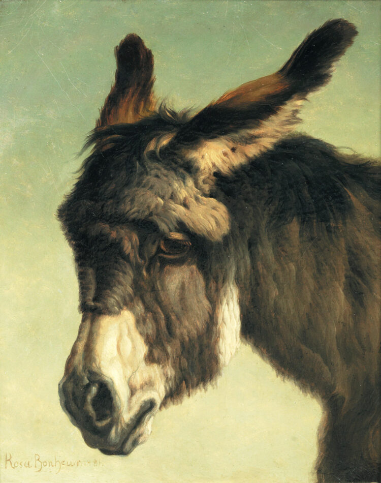 rosa bonheur feet 6 scaled