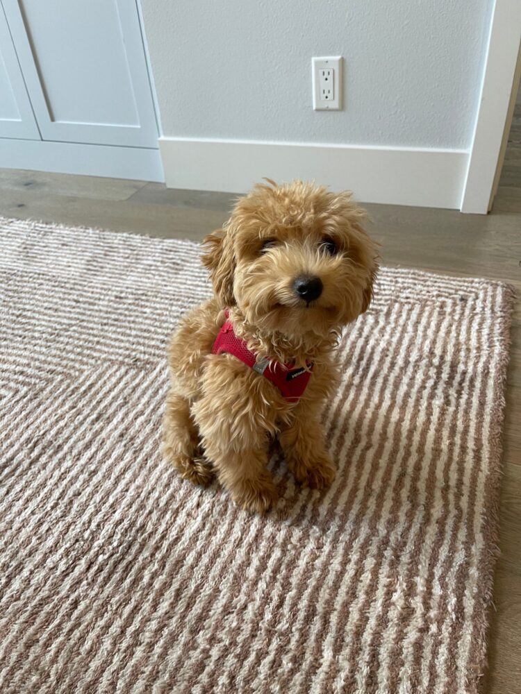 roxane gay feet 3 scaled
