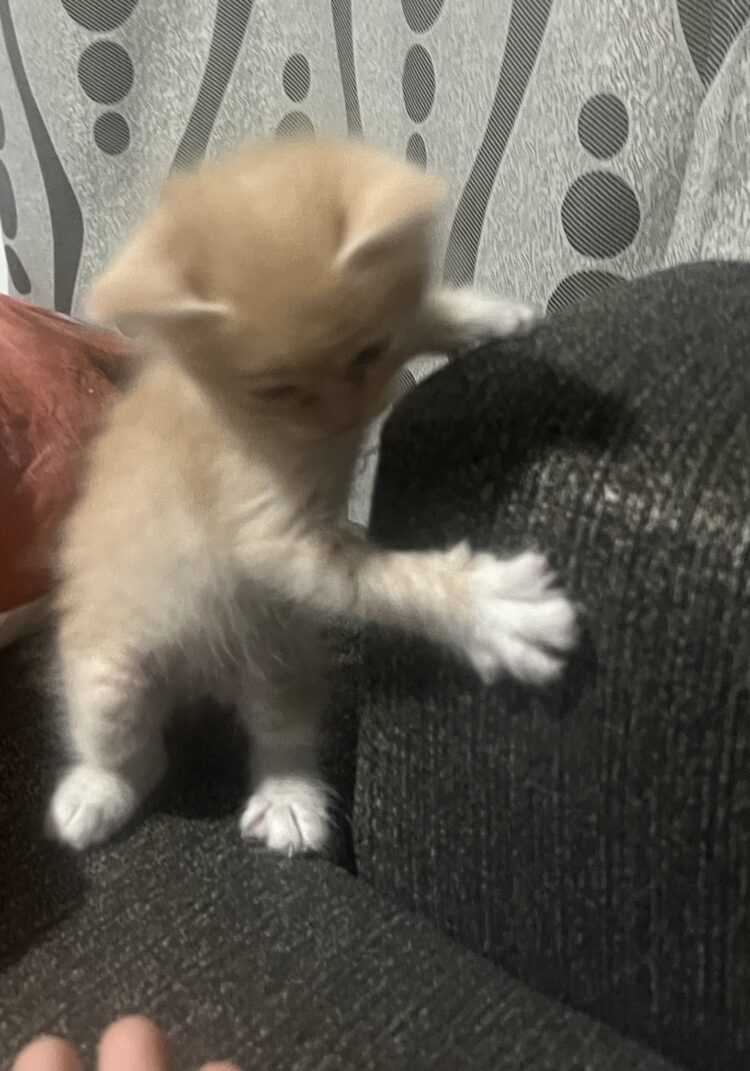 roxicake gamer feet 4