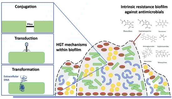 sabri regueira feet 4