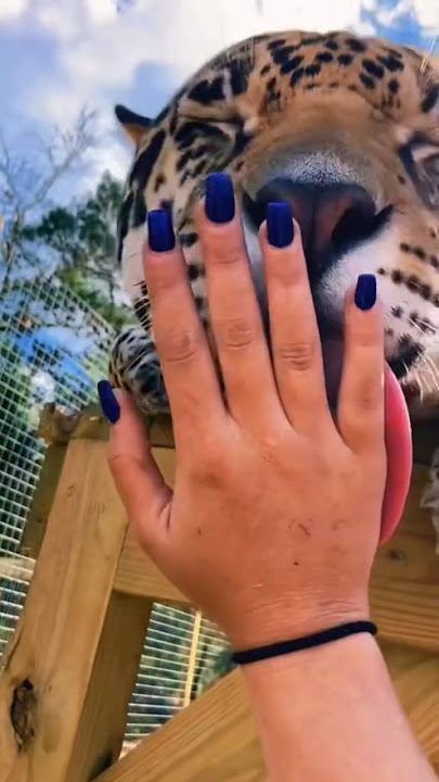 safari sammie feet 3