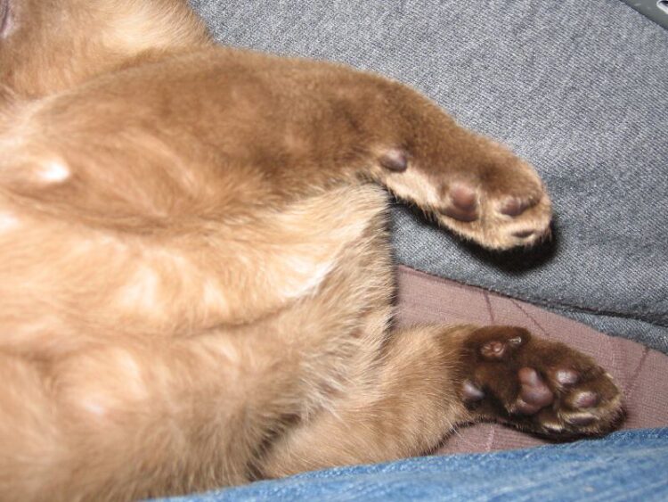 samantha marie feet 6