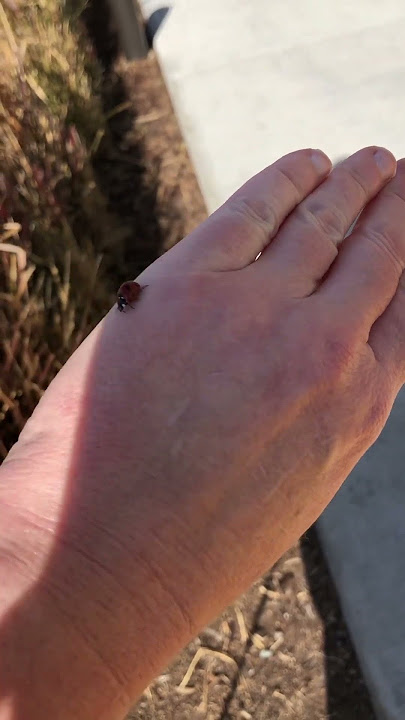 sara braeutigam feet 5