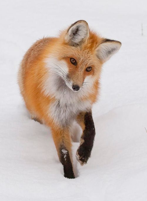 sasha kawaii fox feet 6