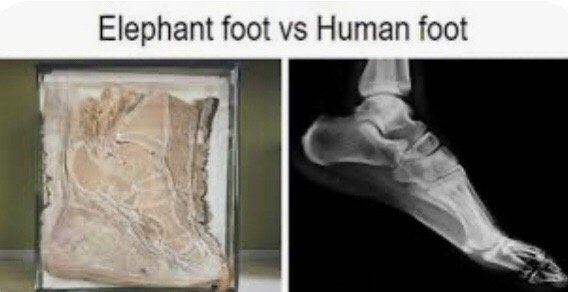 savannah jane omalley feet 1