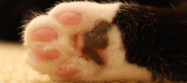 say cat feet 3