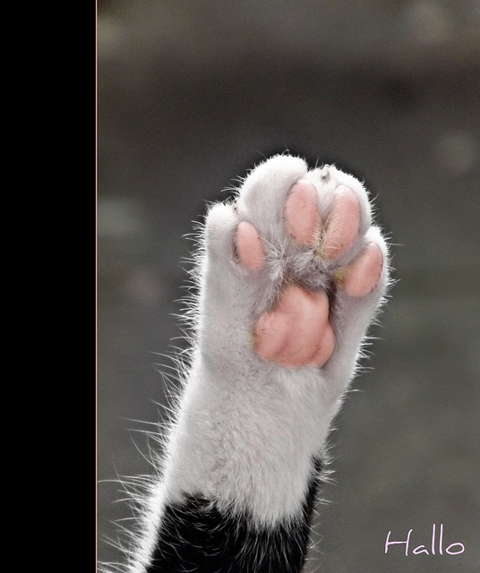 say cat feet 5