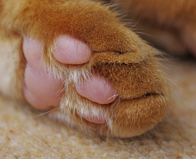 say cat feet 6