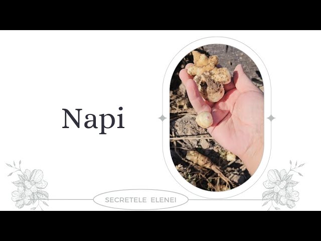 secretelei elenei feet 4