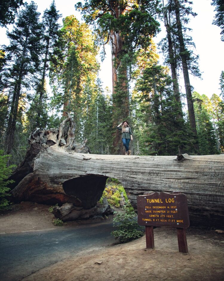 sequoia dawn feet 6 scaled