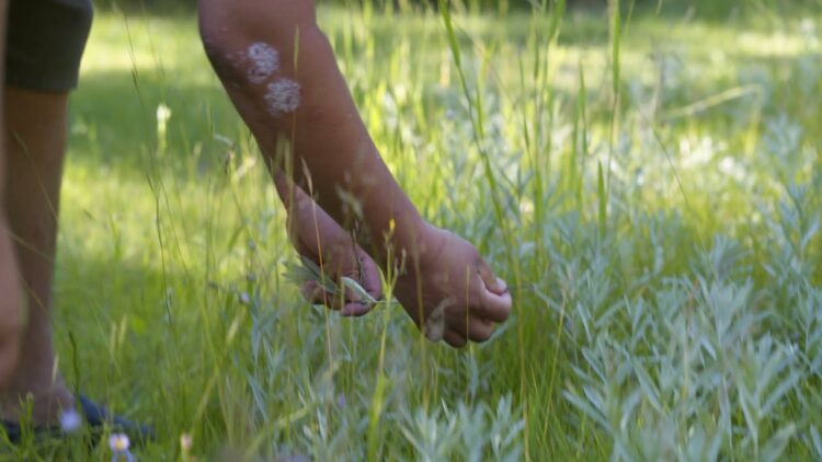 severn cullis suzuki feet 6