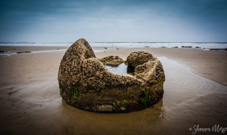 shannon morse feet 5