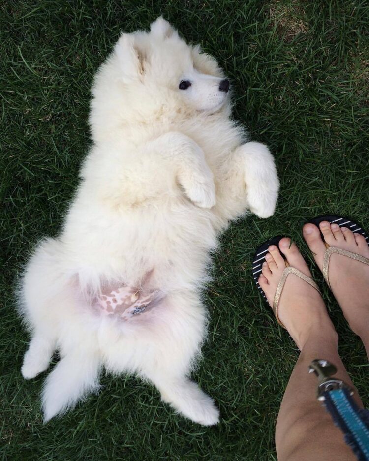 shawna howson feet 1