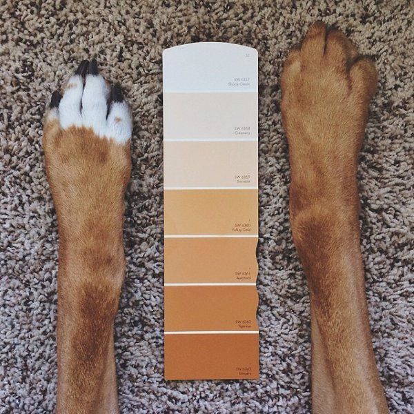 sherman williams feet