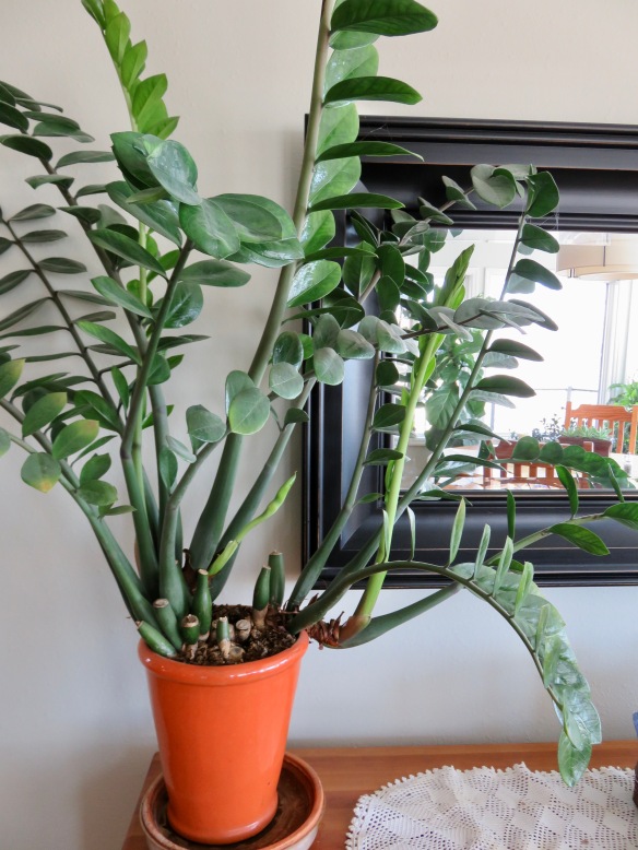 shine with plants feet 6