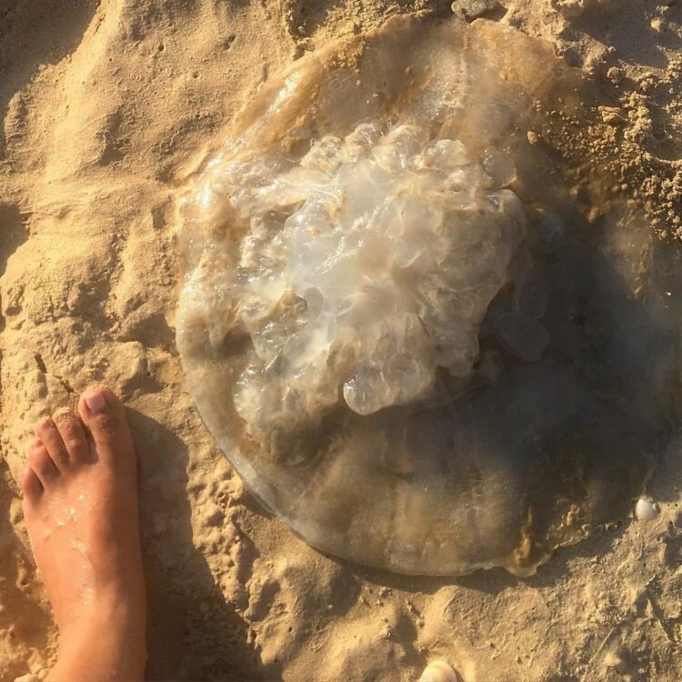 shirin oskooi feet 1