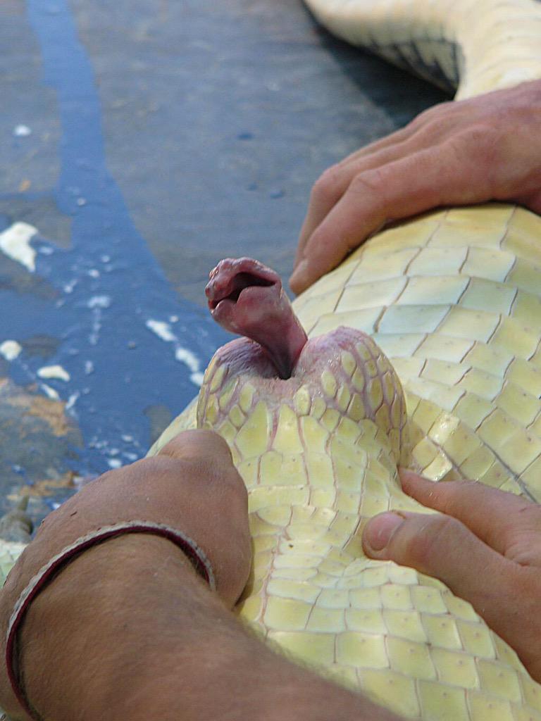 shirin oskooi feet 5