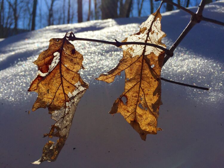 simplycanadian feet 2