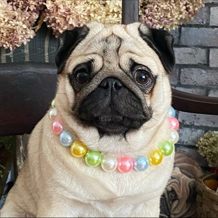 sissy pugdashians feet 1