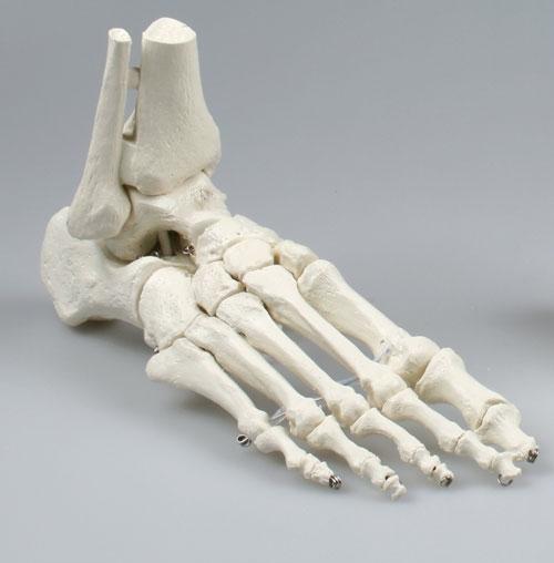 skelestan feet 3