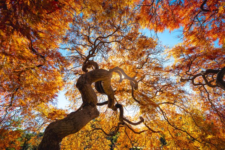 sky autumn amber feet 4