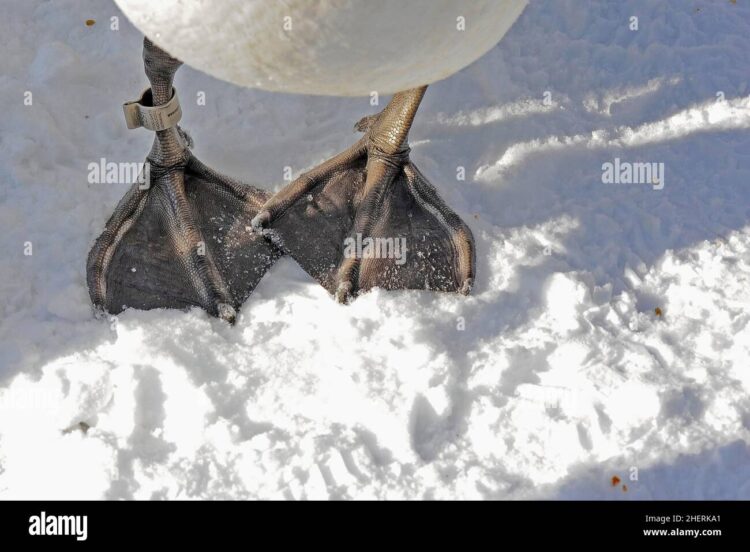snow black feet