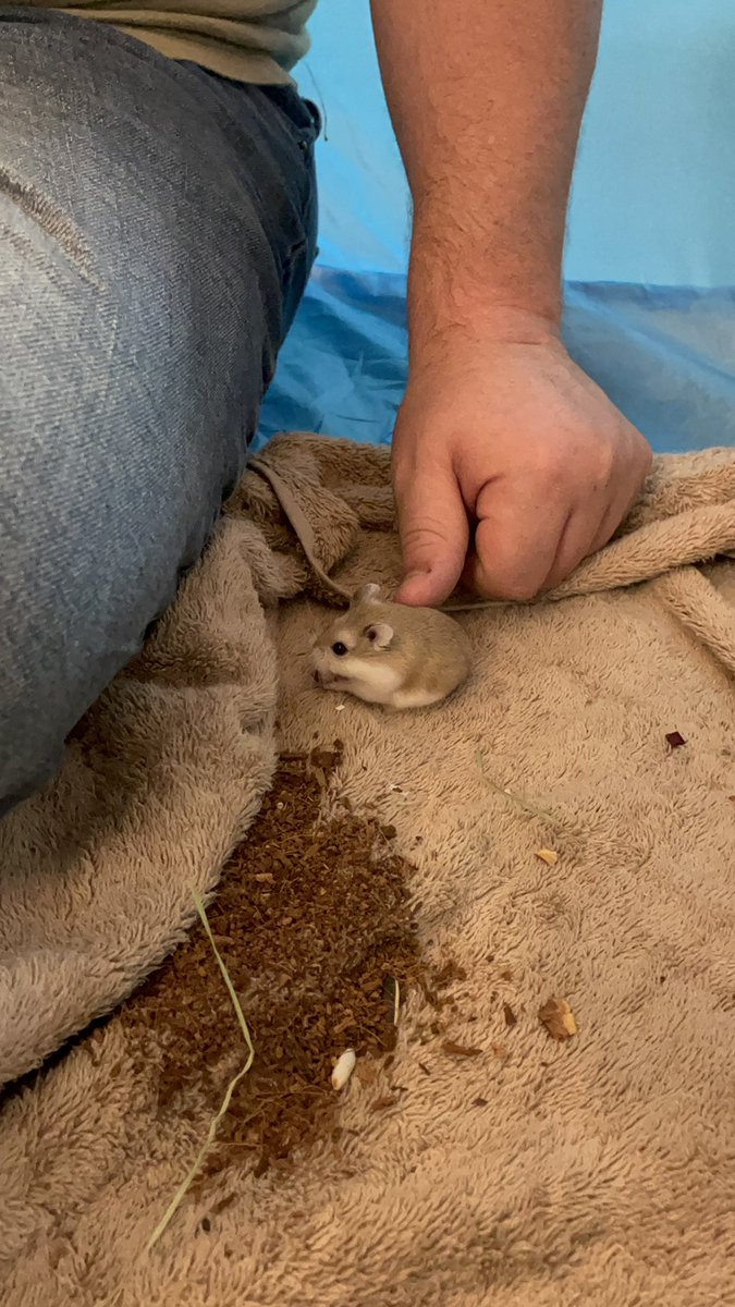 victoria raechel feet 3