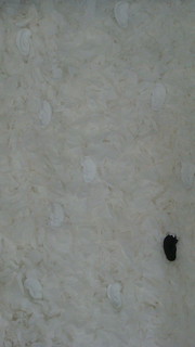 sofia fortunati feet 2