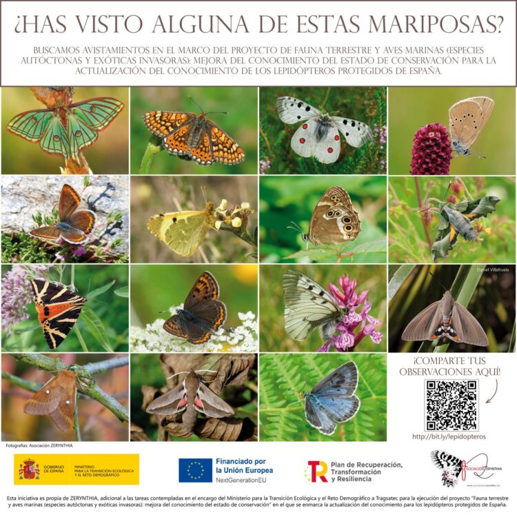 soraya alvarez feet 4