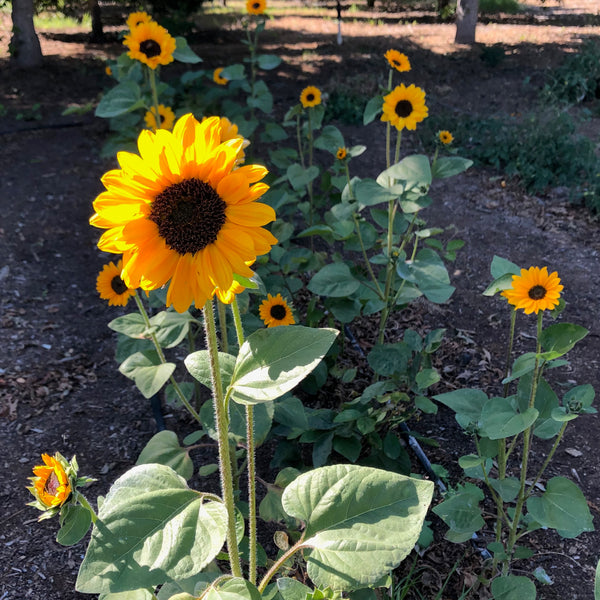 soraya titawasira feet 3