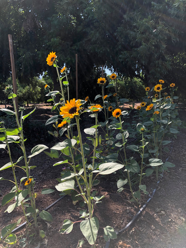 soraya titawasira feet 4