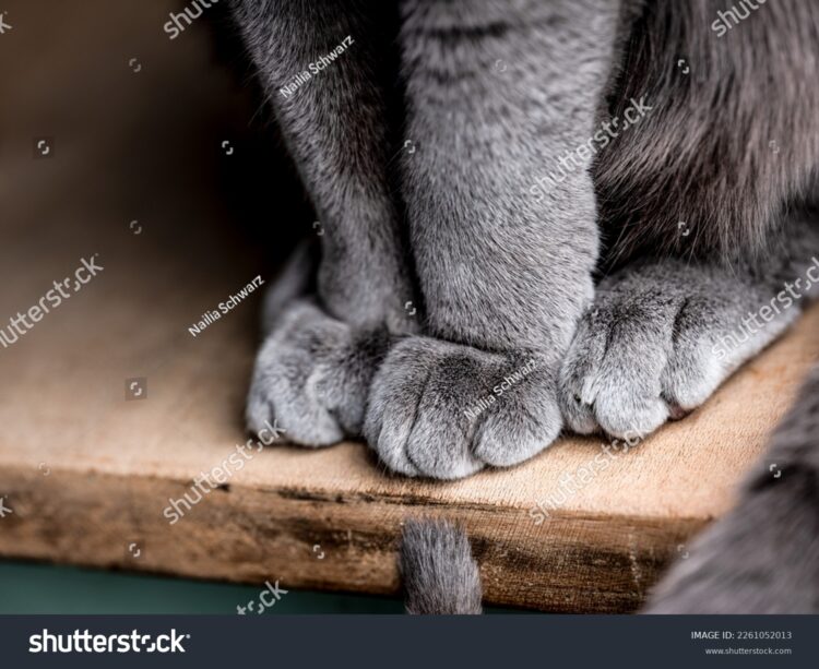 stefanny russa feet 6