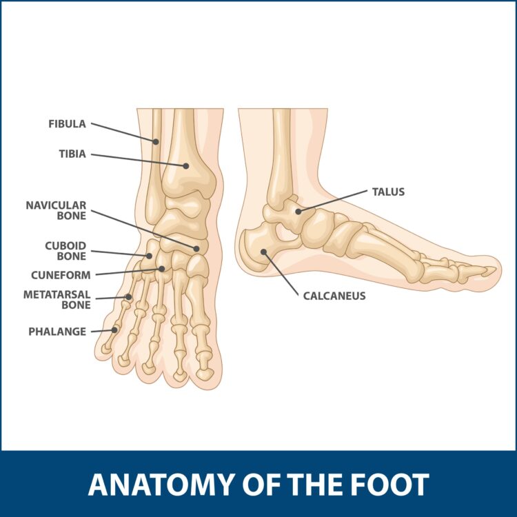 stephanie marie lopez feet 6