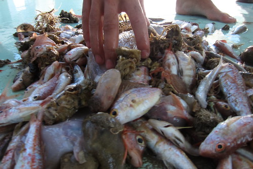 stephanie rowe feet 5