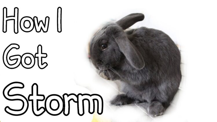 stormyrabbits feet 1