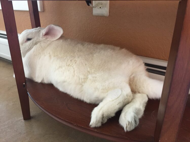 stormyrabbits feet 2