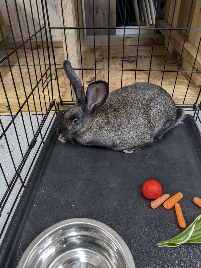 stormyrabbits feet 3