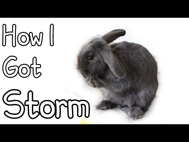 stormyrabbits feet 6