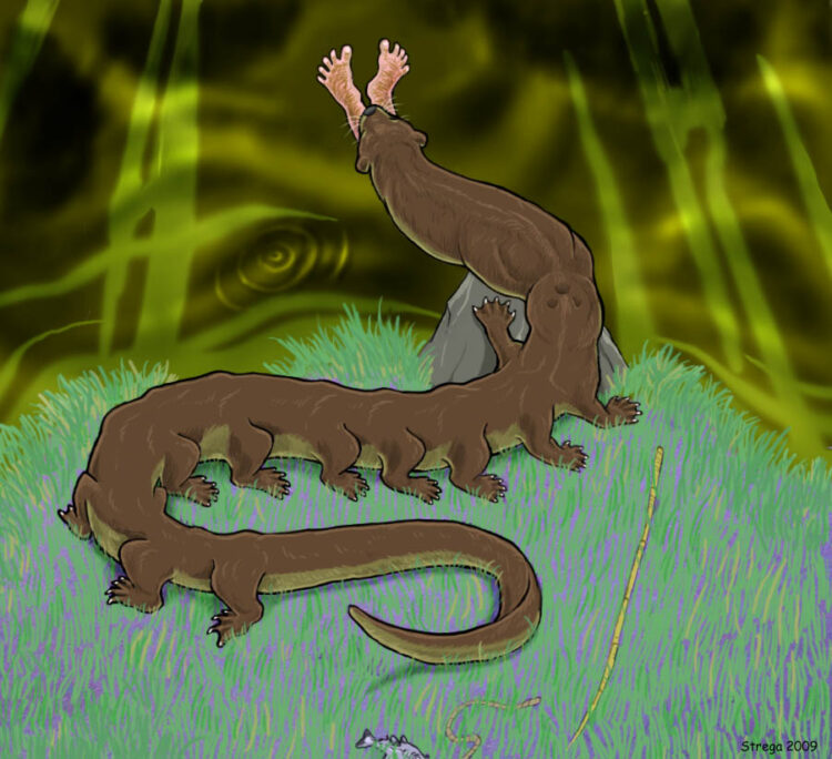 strega salamander feet