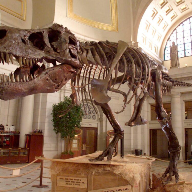 sue hendrickson feet 3