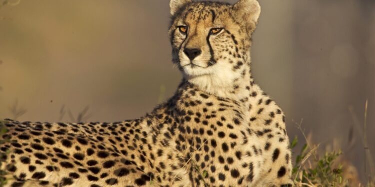 sumita cheetah feet 5 scaled