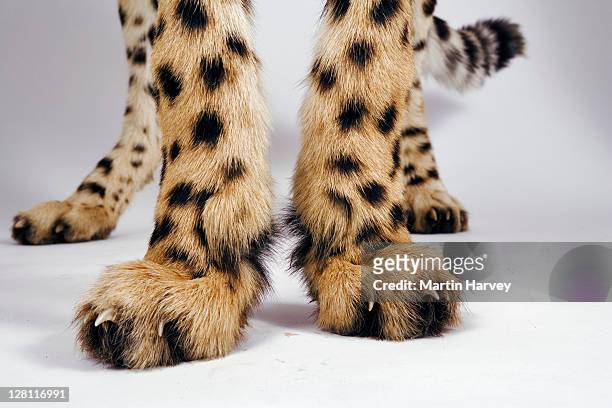 sumita cheetah feet