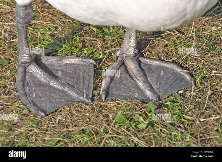 swan feet 3