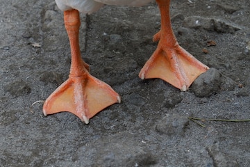 swan feet 5