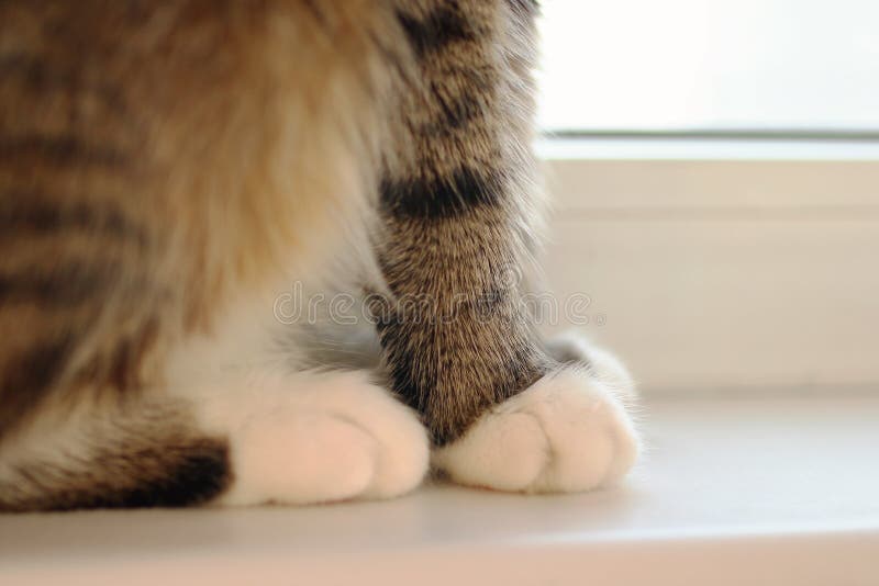 tabby brown feet 2