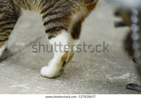 tabby brown feet 3