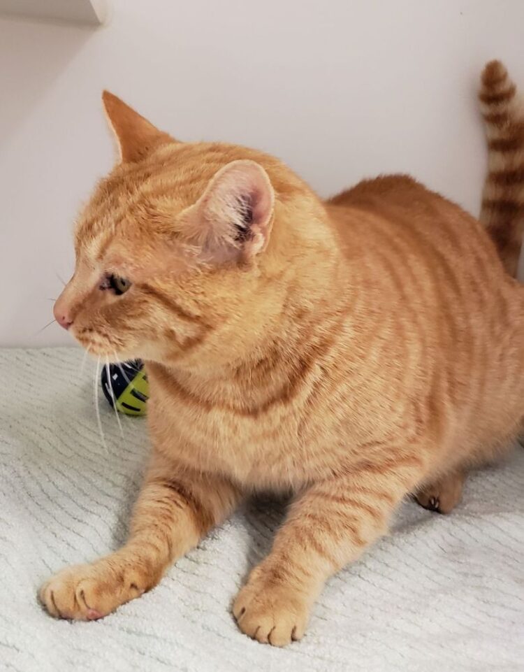 tabby temporal feet 2